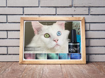 Strange Cats | Collection + 1 magneet gratis Strange Cats | Collection + 1 magneet gratis